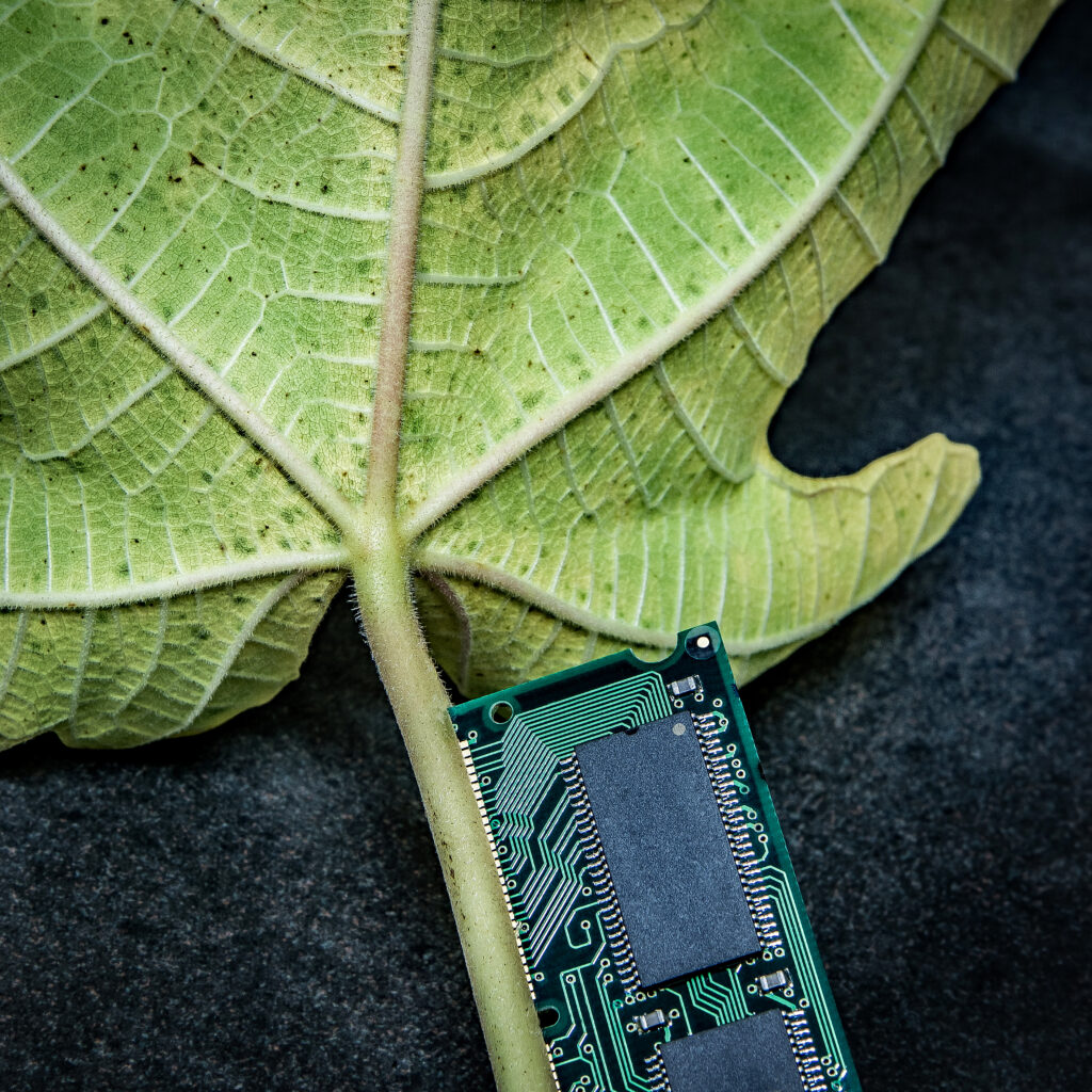 Electronic card laying next to a green leaf.
